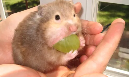 Can Hamsters Eat Grapes with Skin?