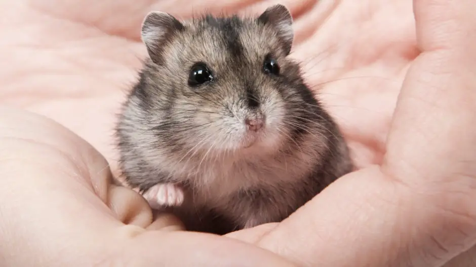 Do You Need to Trim Hamster Nails?