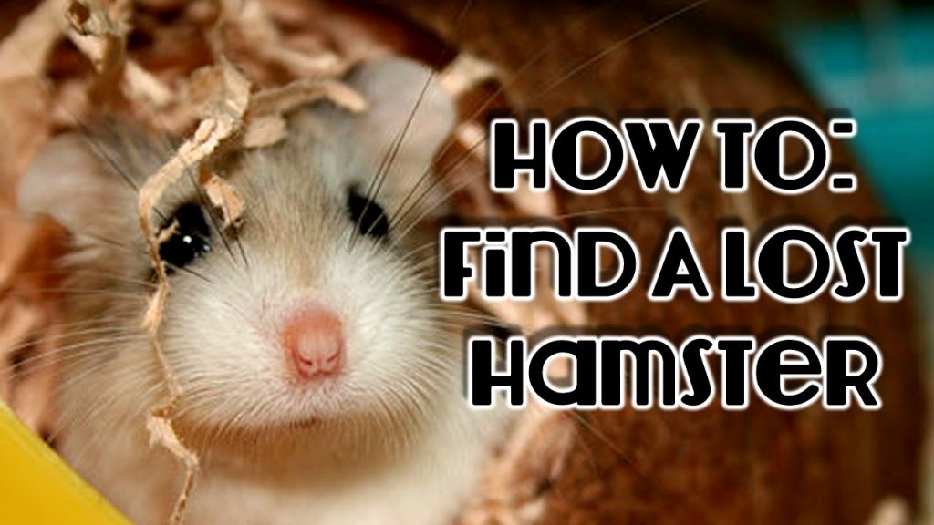 How to Find a Lost Hamster in the House?