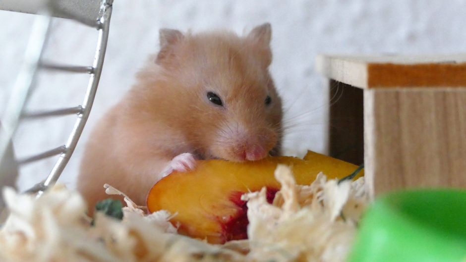 Why Do Hamsters Keep Their Eyes Closed?