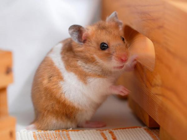 How to Tell The Age of Your Hamster?