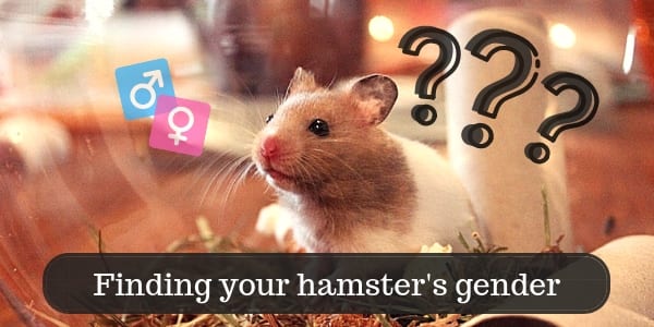 How to know the gender of your hamster?