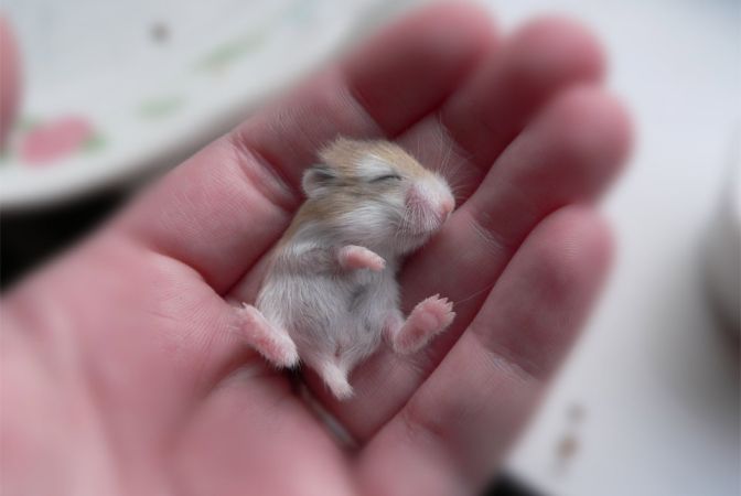 When do baby hamsters open their eyes?