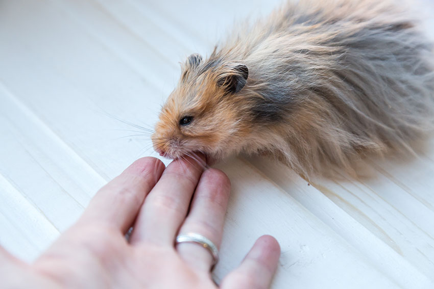 Why do Hamsters itch a lot?