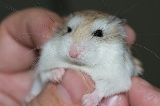 Why do hamsters fall backward?