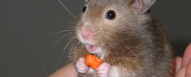 Can Syrian Hamsters Eat Tomatoes?