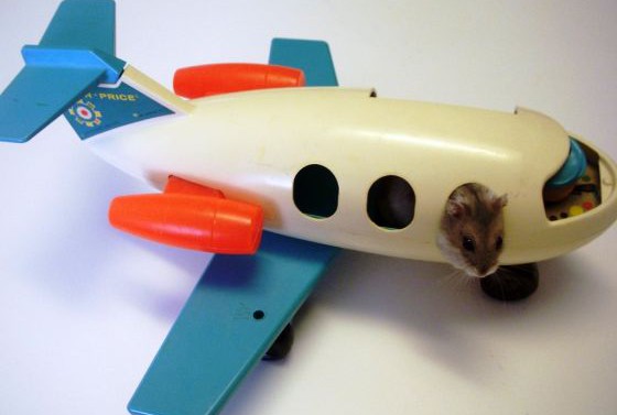 Can a Hamster Fly in an Airplane?