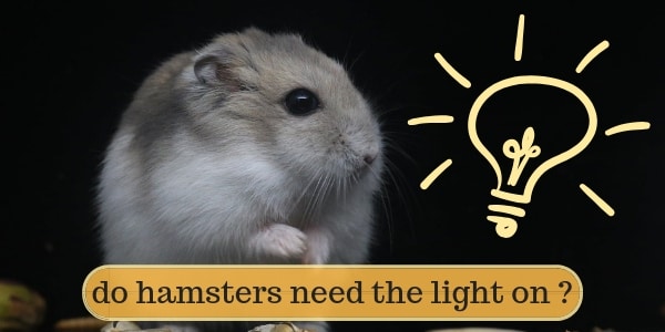 Can a hamster see in the dark?