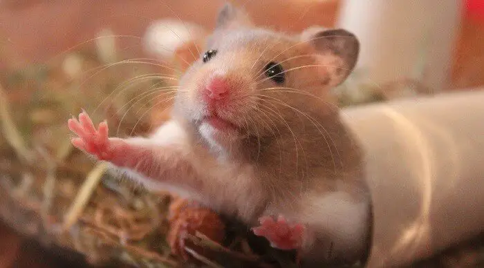 Do hamsters need fresh water everyday?