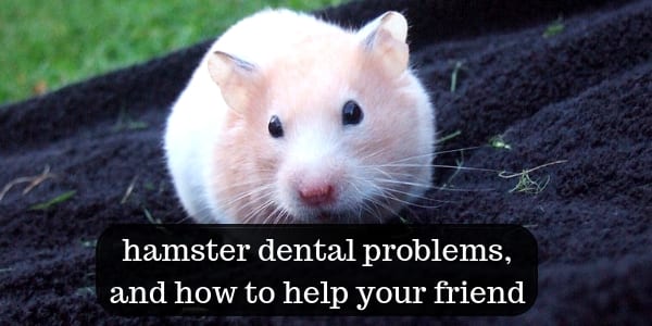 Do hamsters need to brush their teeth?