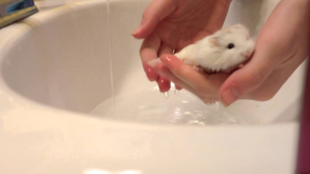 How to clean a baby hamster?