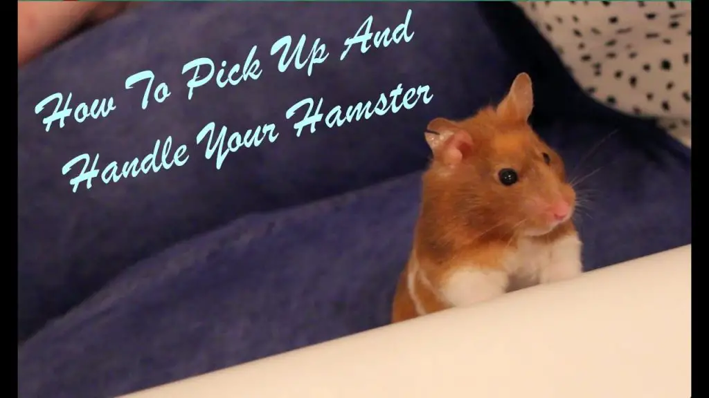 How to pick up a baby hamster?