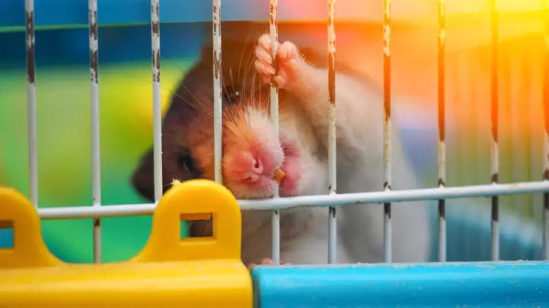 Why do hamsters do monkey bars?
