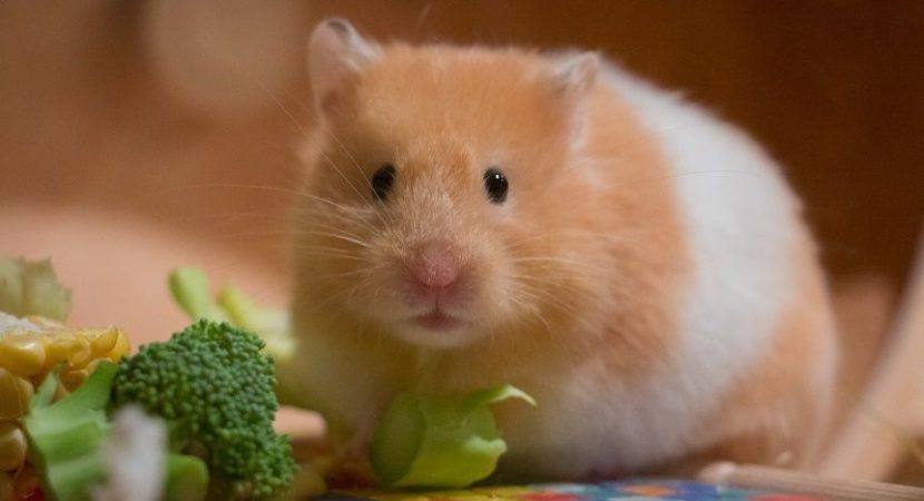 Can Hamster Eat Cucumber Skin?