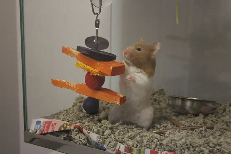 Can Hamsters Eat Carrots Everyday?
