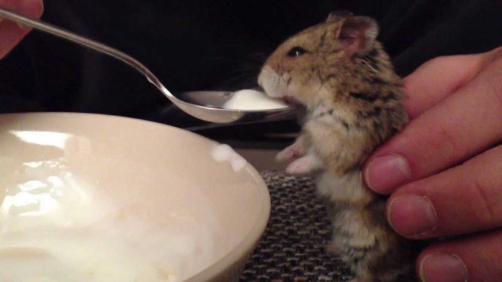 Can Hamsters Eat Natural Yogurt?