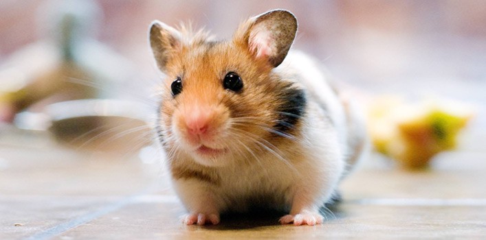 Can Syrian Hamsters Eat Spiders?