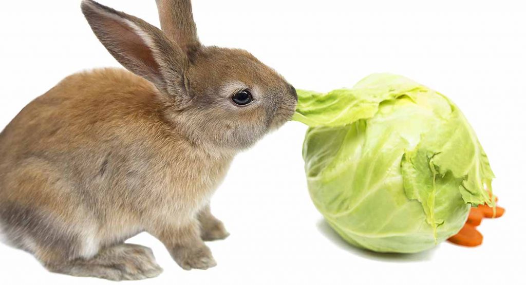 Can hamsters eat cabbage leaves?