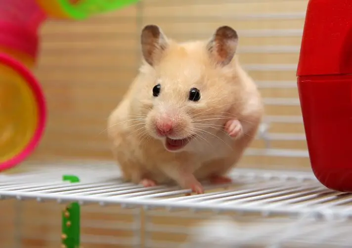 Do hamsters whiskers grow back?
