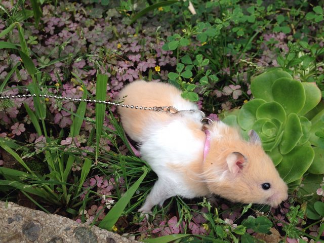 How to make a hamster harness and leash?