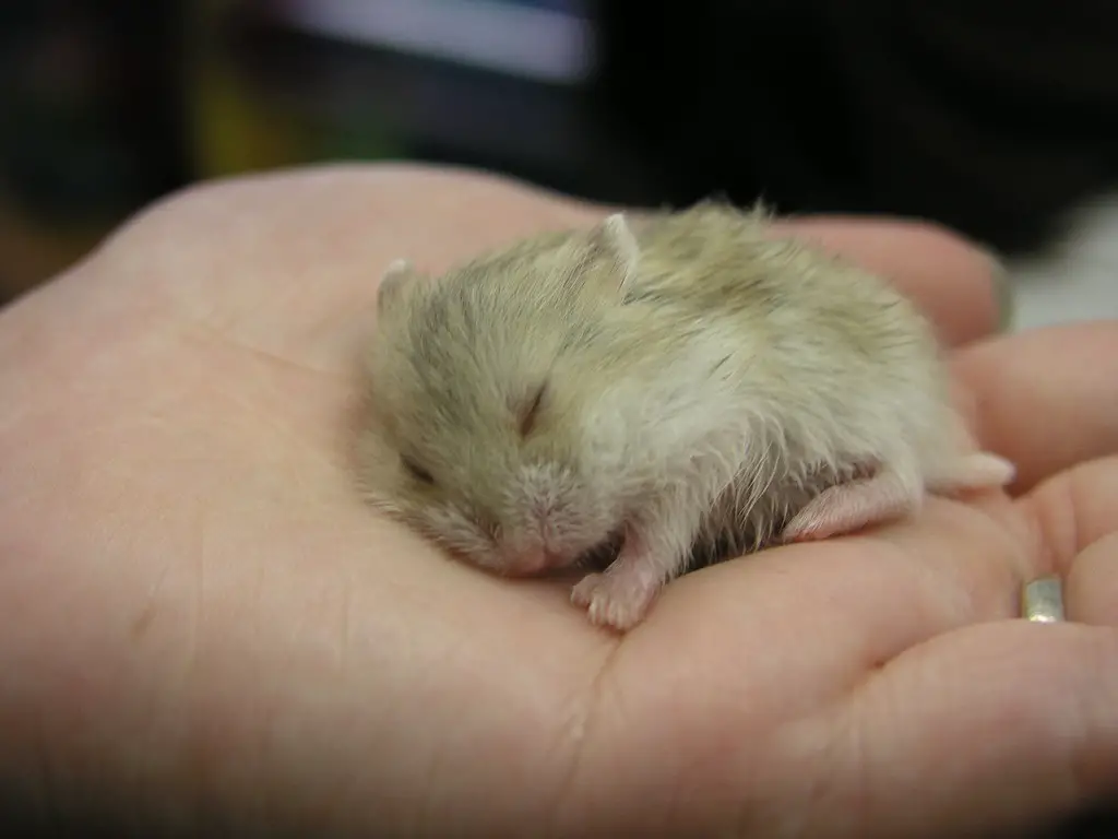 How to make a hamster sleep in your hand?