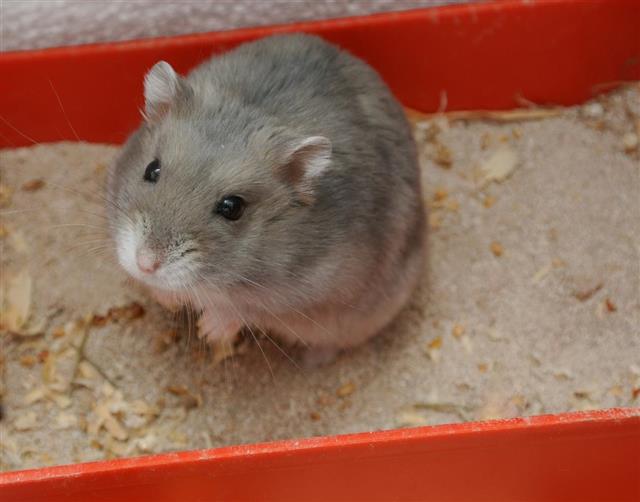 How to make a litter box for hamsters?