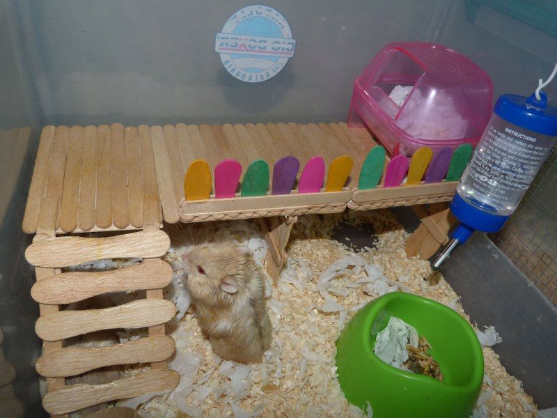 How to make hamster toys at home?