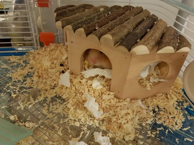 What Should I Use for Hamster Bedding?