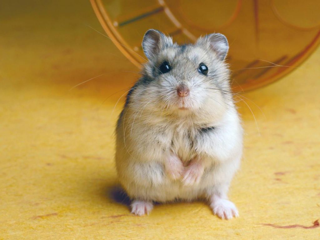 Why is my hamster dragging his back legs?