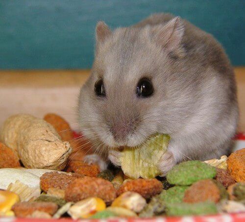 Can Hamsters Eat Avocado Seeds?