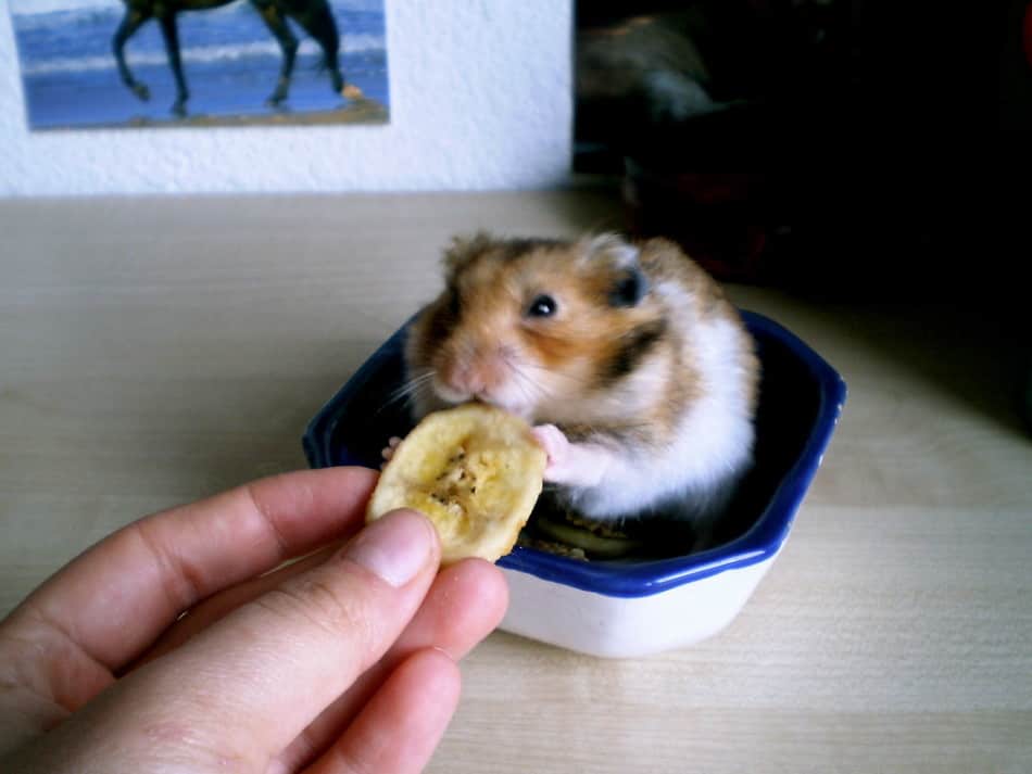 Can Hamsters Eat Dried Banana?