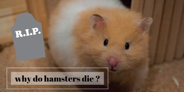 Do Hamsters Suffer When They Die?