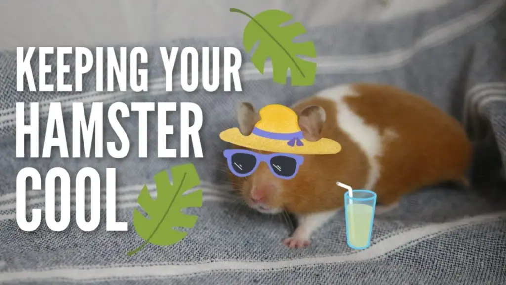 How Can I Keep My Hamster Cool in Summer?