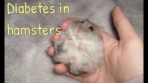 How to Treat Diabetes in Hamsters?