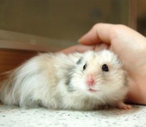 What Causes Rectal Prolapse in Hamsters?