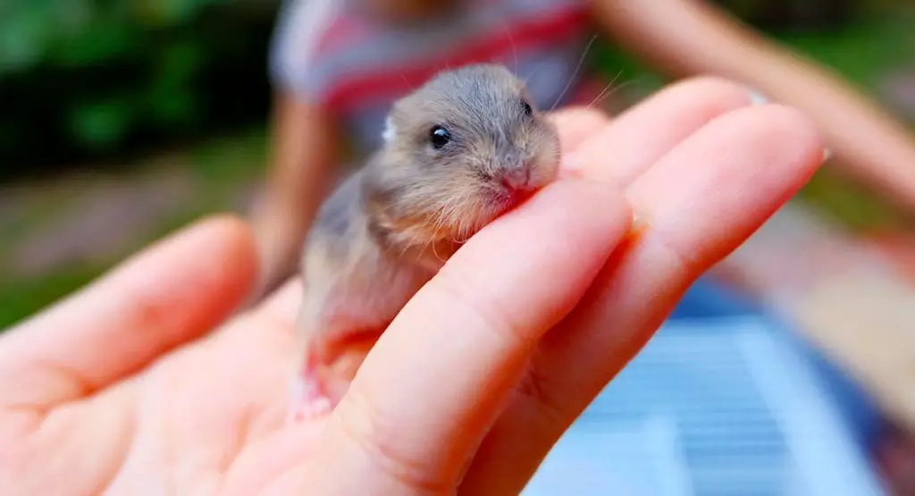 When to separate baby hamsters from their mother?