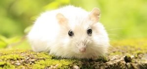 How long can a hamster live with a tumor?
