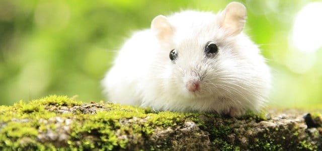 How to Help Hamster Lose Weight?
