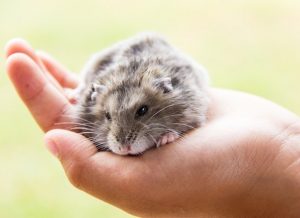 How to Treat Ringworm in Hamsters?