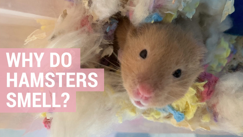 Why does my male hamster smell so bad?