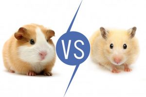 Are Hamsters and Guinea Pigs the Same?