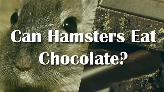 Can Hamsters Eat Chocolate Cake