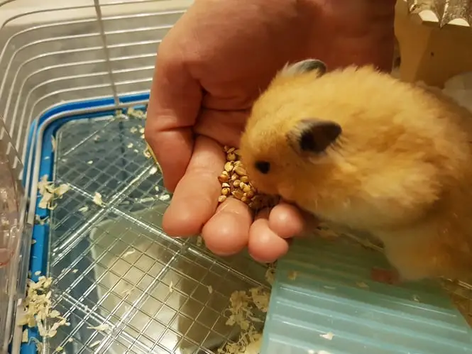 Can Hamsters Eat Zucchini Seeds?