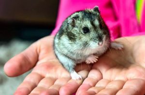 Do Dwarf Hamsters Fur Change Color?