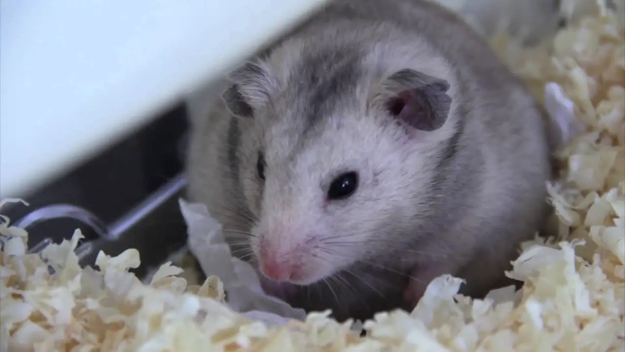 Do Hamsters Make Noise at Night? 9 Real Facts