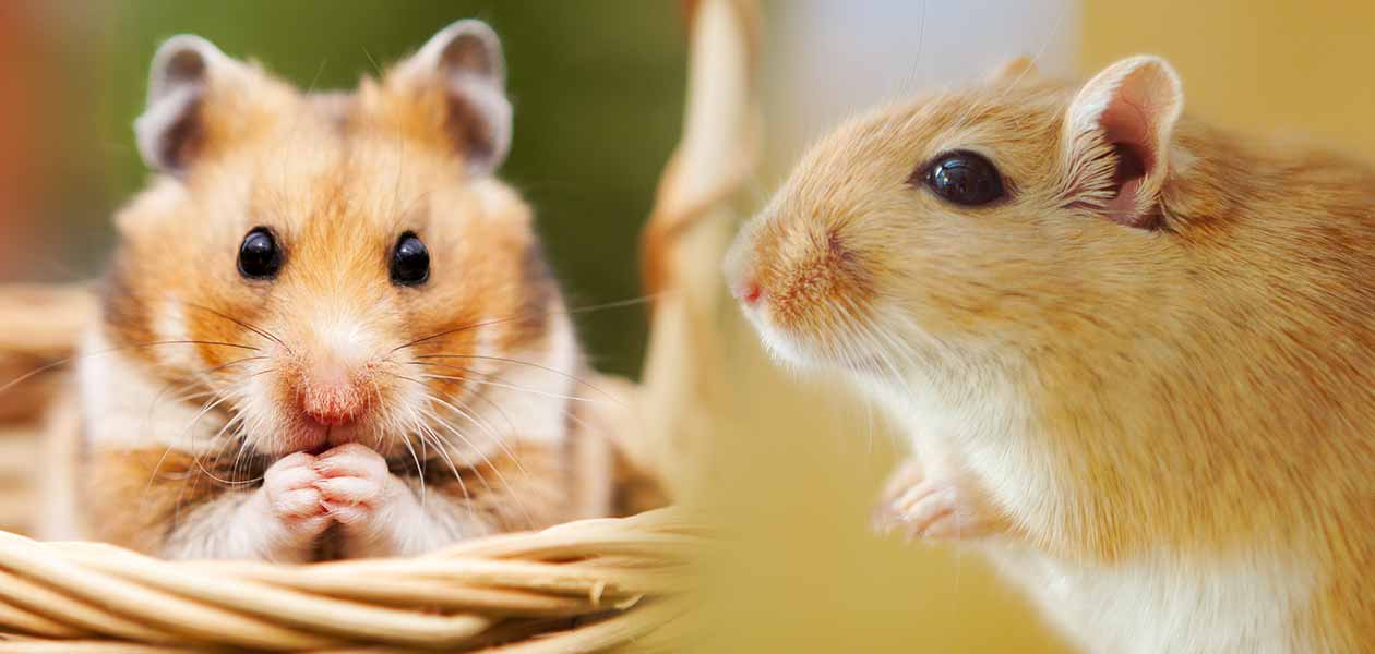 How are Hamsters different from Rats? 6 Real Facts