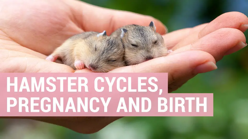 How often do hamsters go into heat?