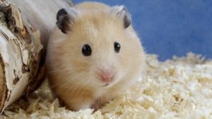 How often does a hamster poop