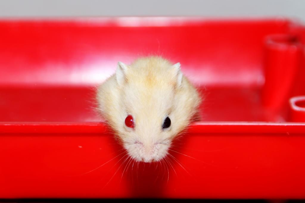 Why do Hamsters Have Red Eyes?