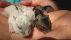 Best Types of Pet Hamsters